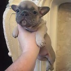 francouzsk� buldo�ek