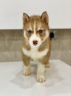 Modr� o�i sibi�sk� husky