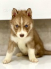 Modr� o�i sibi�sk� husky