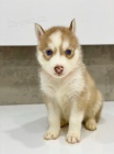 Modr� o�i sibi�sk� husky