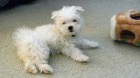 bichon malt�tina