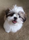shih tzu �t��ata