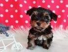   Roztomil� �t��ata Yorkie