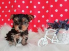   Roztomil� �t��ata Yorkie