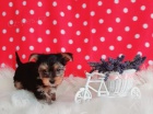   Roztomil� �t��ata Yorkie