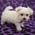   roztomil� maltsk� �t���tka