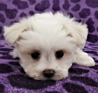   roztomil� maltsk� �t���tka