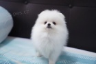   Mini Pomeranian �t���tka s PP