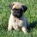   kr�sn� �t���tka mops