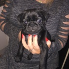   kr�sn� �t���tka mops