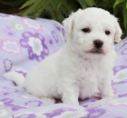 O�kovan� a zdrav� �t��ata Bichon frise �t���tka na prodej