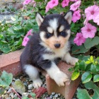   Tady m�m na prodej 4 kr�sn� Pomskies