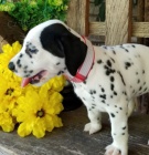 Dalmatin �t�n�tka