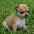  Registrovan� �ivava �t��ata