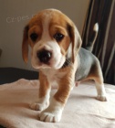   Krsn ttka Beagle