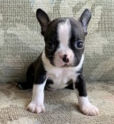   Barevn� Boston teri�r �t��ata