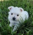   Maltez��ek stenata