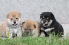Koup�m �i p��jmu �t�n� shiba-inu