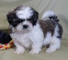 roztomil� �t��ata shih-tzu