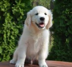 zlat� retr�vr �t��ata