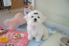bichon malt�tina