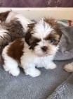 roztomil� �t��ata shih-tzu