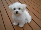 bichon malt�tina