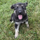 N�meck� ov��k - fenka s PP