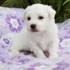 BICHON FRISE - BI�ONEK s PP
