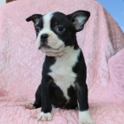 Bostonsk� teri�r O�ak�vame �teniatka Boston Terrier