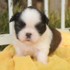 Zdrav� �t��ata Shih-tzu