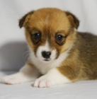 Krsn okovan Pembroke Welsh Corgis