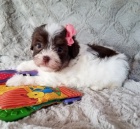 Krsn okovan Havanese tata