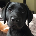 labradorsk� retr�vr