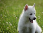 velkolep� sibi�sk� husky