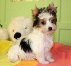 Jork��rsk� teri�r s PP / york�hirsk� teri�r s PP