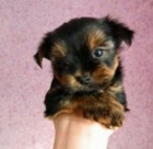 Jork�irsky teri�r mini