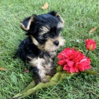  jork�irsk� teri�r s pp- �t���tka