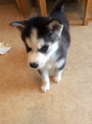 Sib�rsky husky s PP