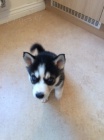 Sib�rsky husky s PP