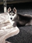 �teniatka Sib�rsky Husky 