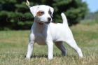 �t��ata Jack Russell teri�r