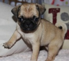 �teniatka mopsa
