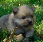 Nmeck pic / pomeranian