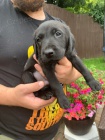 Prod�m posledn� �istokrevna �t��ata Labradorskeho retrivra s PP