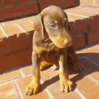 Dobrman �t��ata