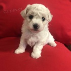 �t���tka Bi�onka s PP