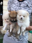 Ohromuj�c� Pomeranians