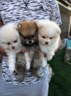 Ohromuj�c� Pomeranians