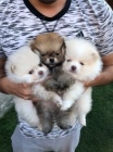Ohromuj�c� Pomeranians